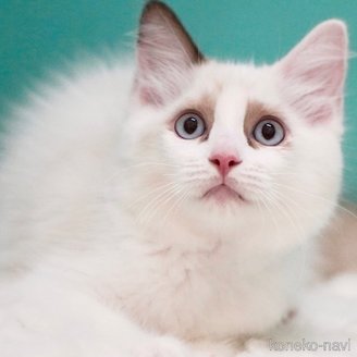 販売中の東京都のラグドール-114563の5枚目
